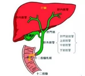 长期以来,肝门部胆管癌被认为是无法手术根治性切除的癌肿.