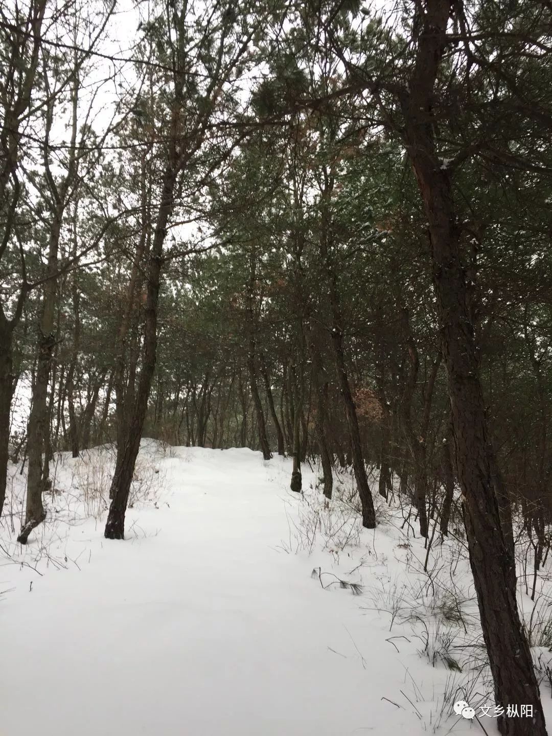 文乡摄影|美哉,冰雪白云岩,青鸟,雪狐齐现身!