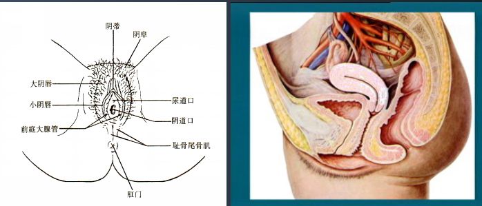 盆腔炎性疾病,不容小觑!