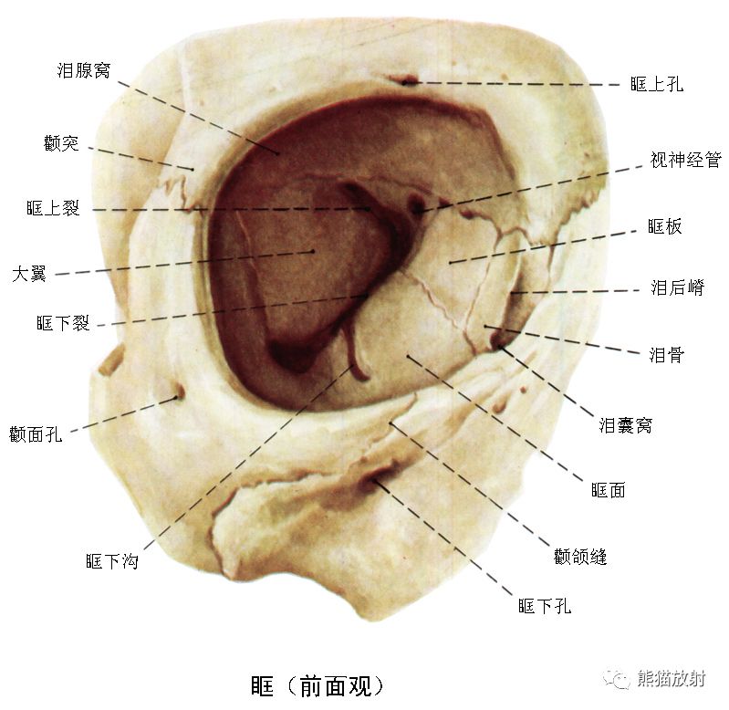 解剖丨颅面颈部颅面骨眼眶腮腺等