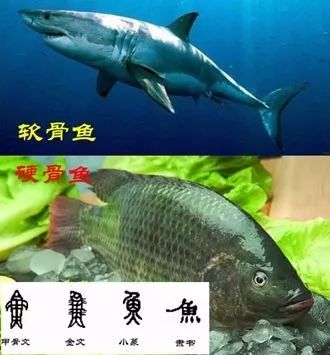 【史前生物历程】披盔戴甲的鱼