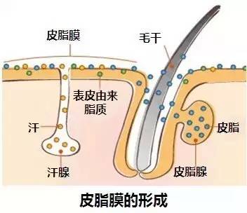 在幼儿时皮脂分泌量较少,青春发育期分泌活动旺盛,35岁以后分泌量逐渐