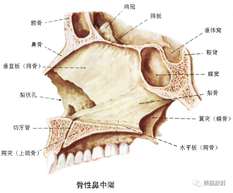 解剖丨颅面颈部(颅面骨,眼眶,腮腺,等)