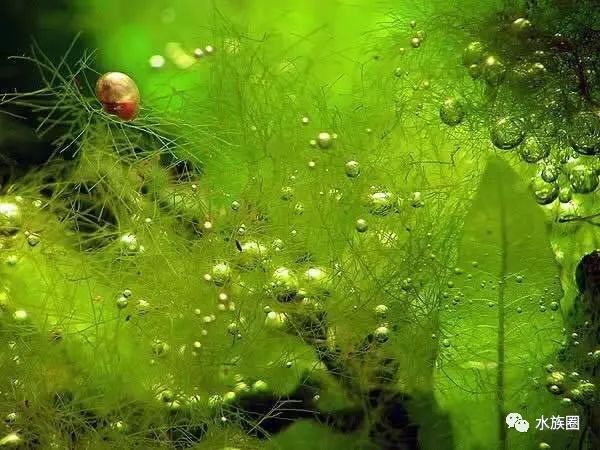 草缸各种常见藻类产生原因及处理办法 |【水族圈低调