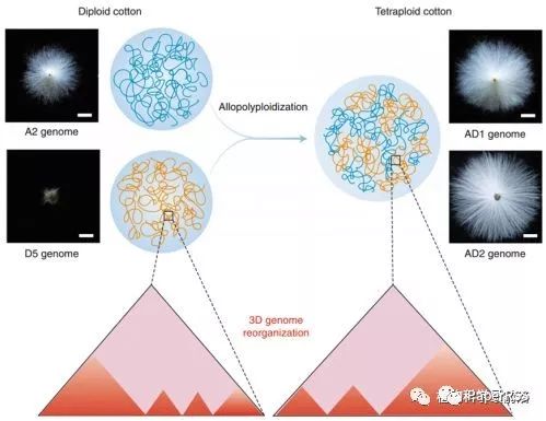 1月31植物updates 棉花三维基因组 结瘤因子水解酶 植物根尖干细胞维持