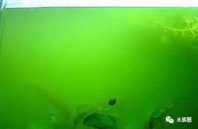短鲷缸藻类