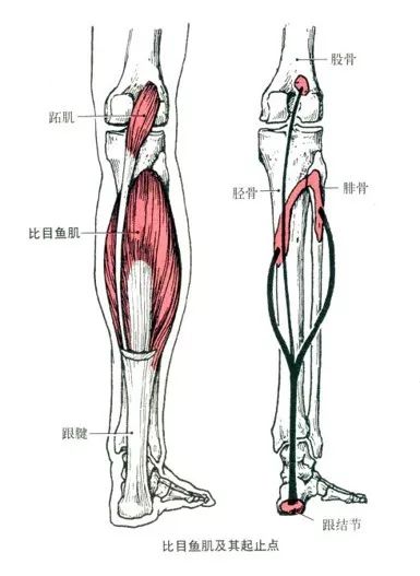 小齐专栏|前交叉韧带康复其实很简单(4)小腿肌肉对膝盖的影响