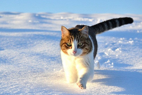 猫咪厌食怎么办