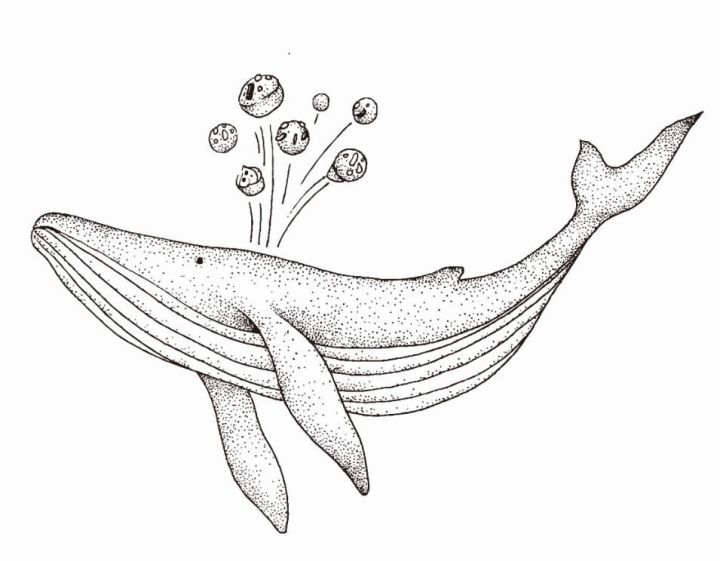 vi主要以海洋生物为主题,用线描的方式来创作各样的海洋濒危动物,如