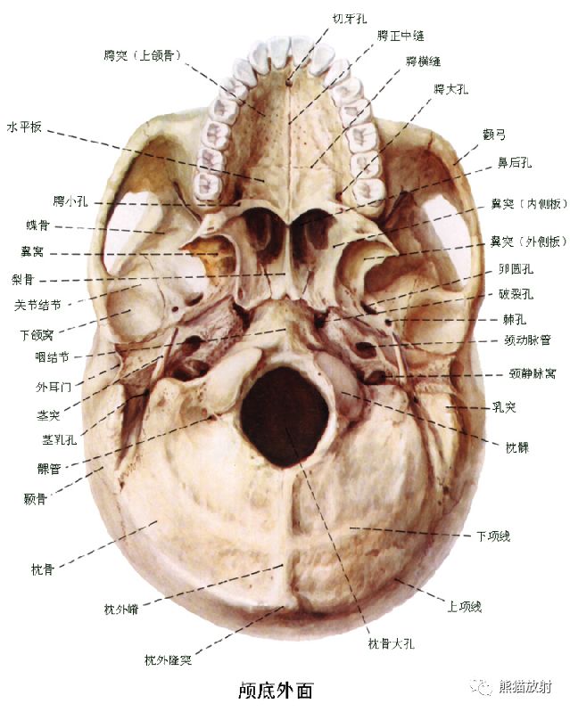 解剖丨颅面颈部颅面骨眼眶腮腺等