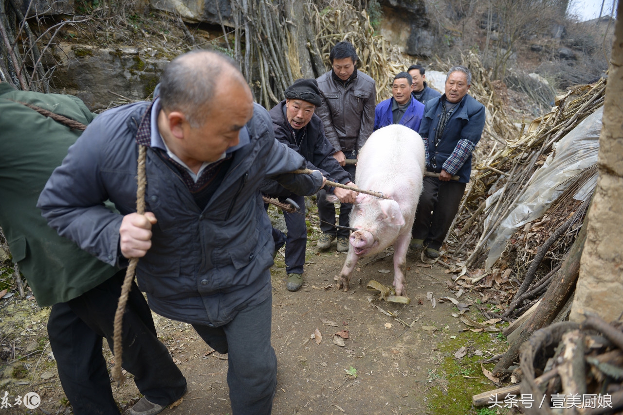 实拍农村过年杀猪过程：杀猪匠练就一招捆猪本领