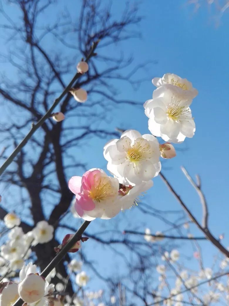 复瓣跳枝