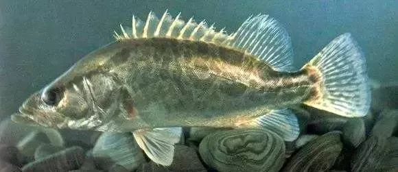 生活在千岛湖的鳜鱼品种达6种,其中最珍贵的就是大眼鳜,翘嘴鳜了