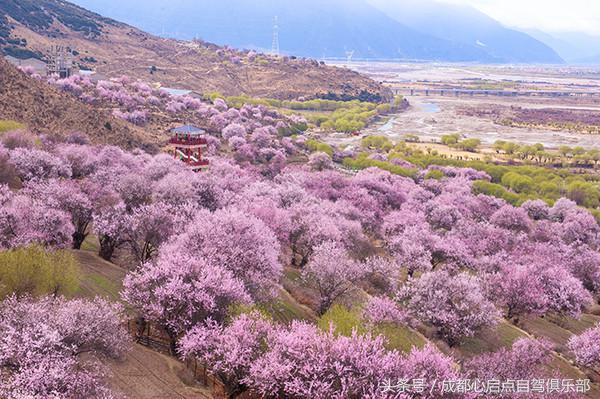 2018年西藏林芝桃花节我在春风里等你来