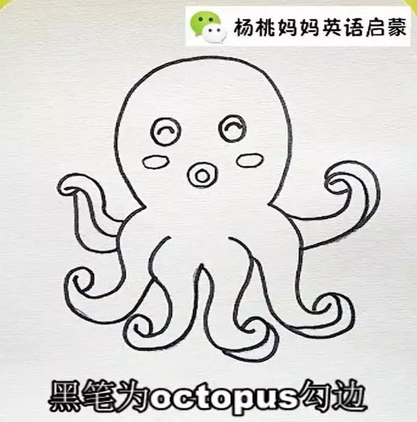 英语萌萌画octopus章鱼