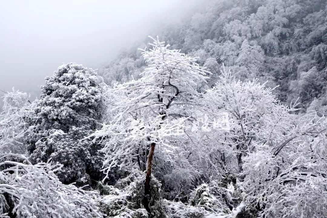 筠连大雪山的雪如此"勾魂摄魄",难怪那么多人跑去观赏!