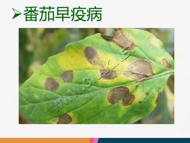 【植保】最全西红柿病害解决方案!赶快收藏吧