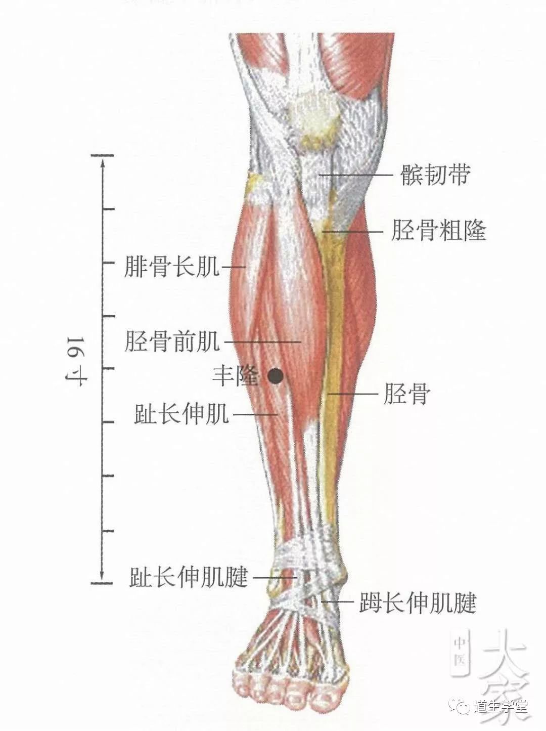 外踝尖上8寸,条口穴外1寸,胫骨前嵴外2横指处.