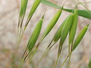 野燕麦为一年生草本植物.是为害麦类等作物的主要杂草. 与小麦