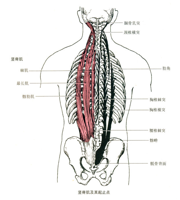 肌肉解剖图(一)