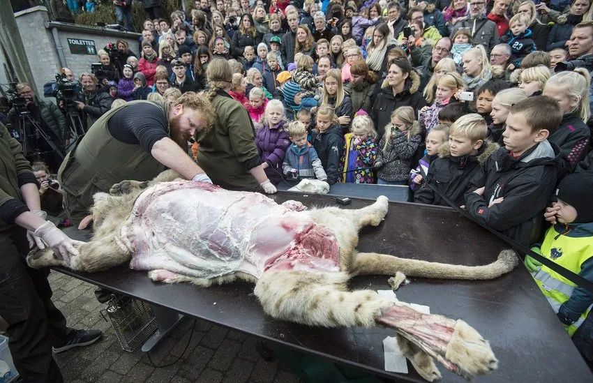 丹麦孩子在看动物尸体解剖