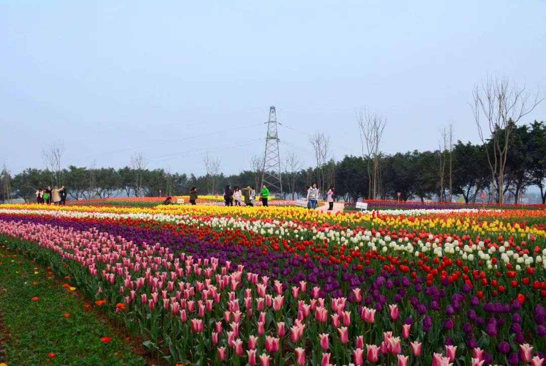 自贡·花语人间第二届郁金香节开幕!门票无限量免费送,送,送