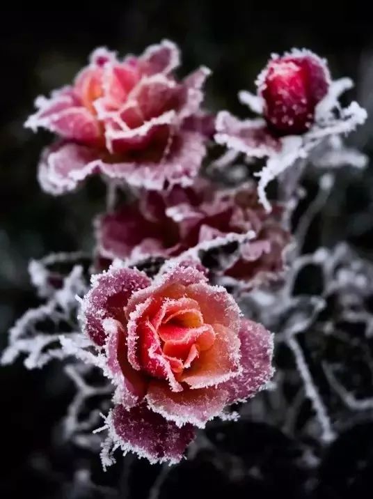 不要单单赞扬岁寒三友 每朵看起来脆弱的鲜花 粉色玫瑰在雪花覆盖下