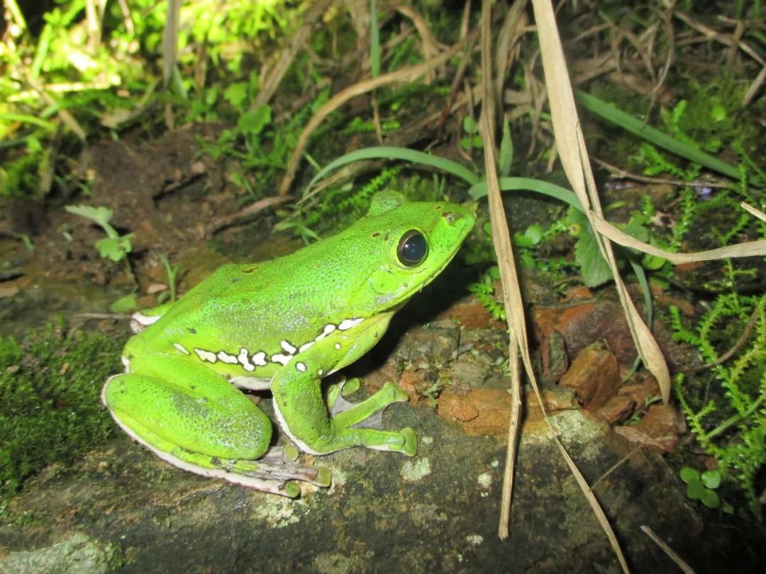 大树蛙 rhacophus dennysi (blanford,1881   龚宇舟摄