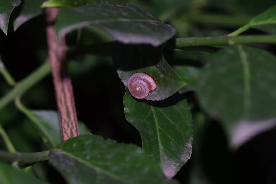 条华蜗牛 cathaica fasciola