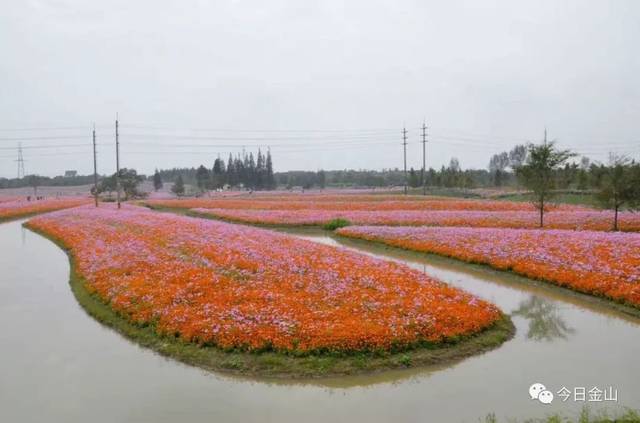 【旅游指南】惊呆:雪天有人到朱泾走了一圈,然后美哭.