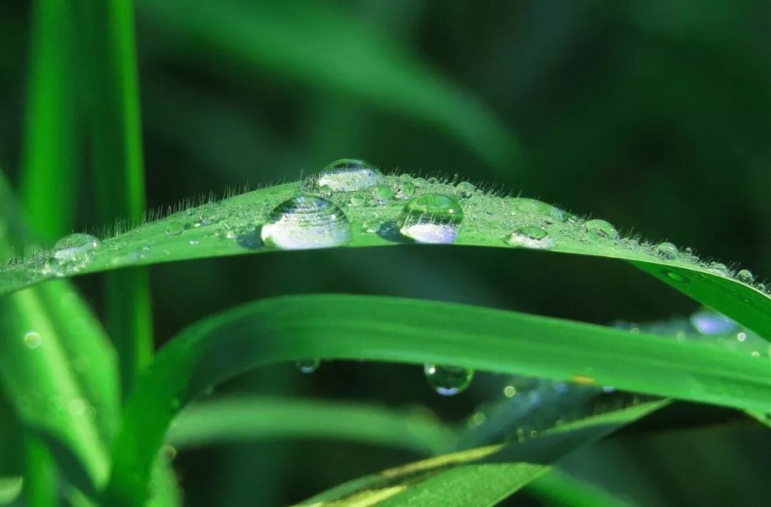 我采摘清晨的露水