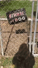 铁网后面写着小心恶犬，网友一看旁边的狗，吓呆了