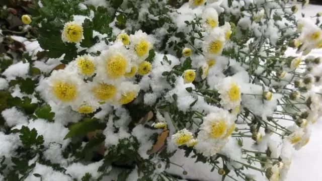 酷寒中,与冰雪亲吻的花与鸟,温暖了整个冬天!