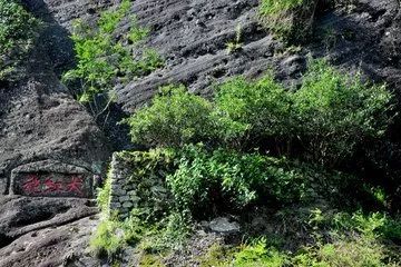 美国《大众科学》盘点6种比等重黄金还珍贵物品:武夷山大红袍上榜