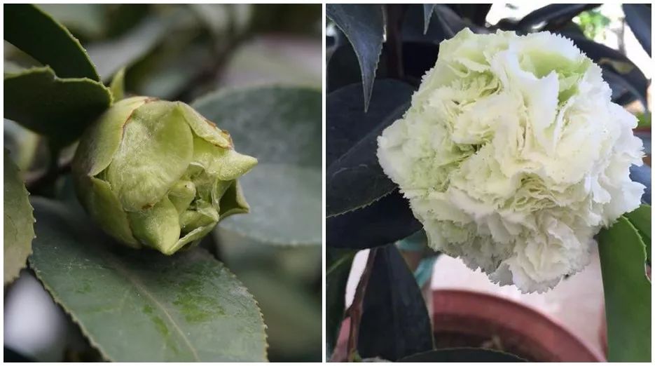 这个春节,来西湖边赏一场色香味俱全的山茶花展!