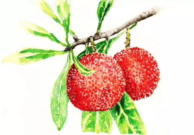 red bayberry (杨梅)