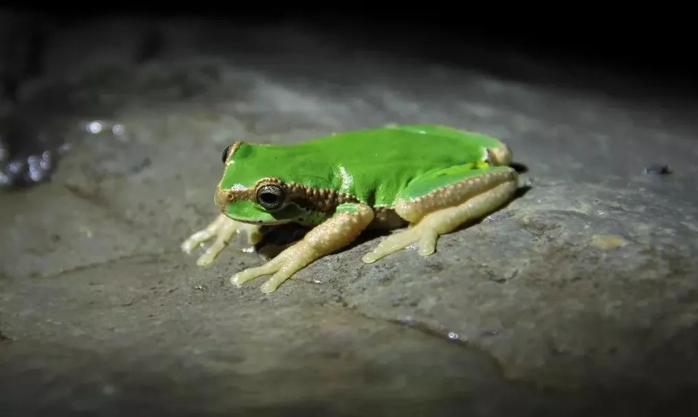 文化 正文  华西雨蛙 hyla gongshanensis 谢锋摄 除了东北雨蛙外,在