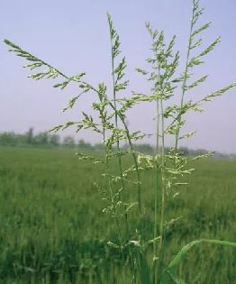 麦田杂草不认识?看图片!除草不知道用啥药?看文字!超级实用