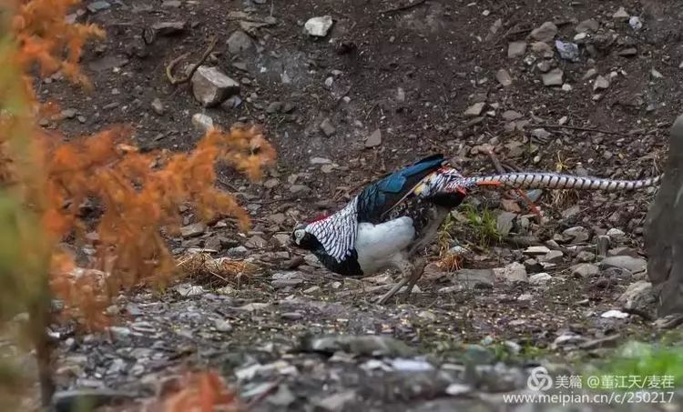 雉鸡,摄影:麦茬白马鸡,摄影:麦茬红嘴山鸦,摄影:董江天黄嘴山鸦,摄影