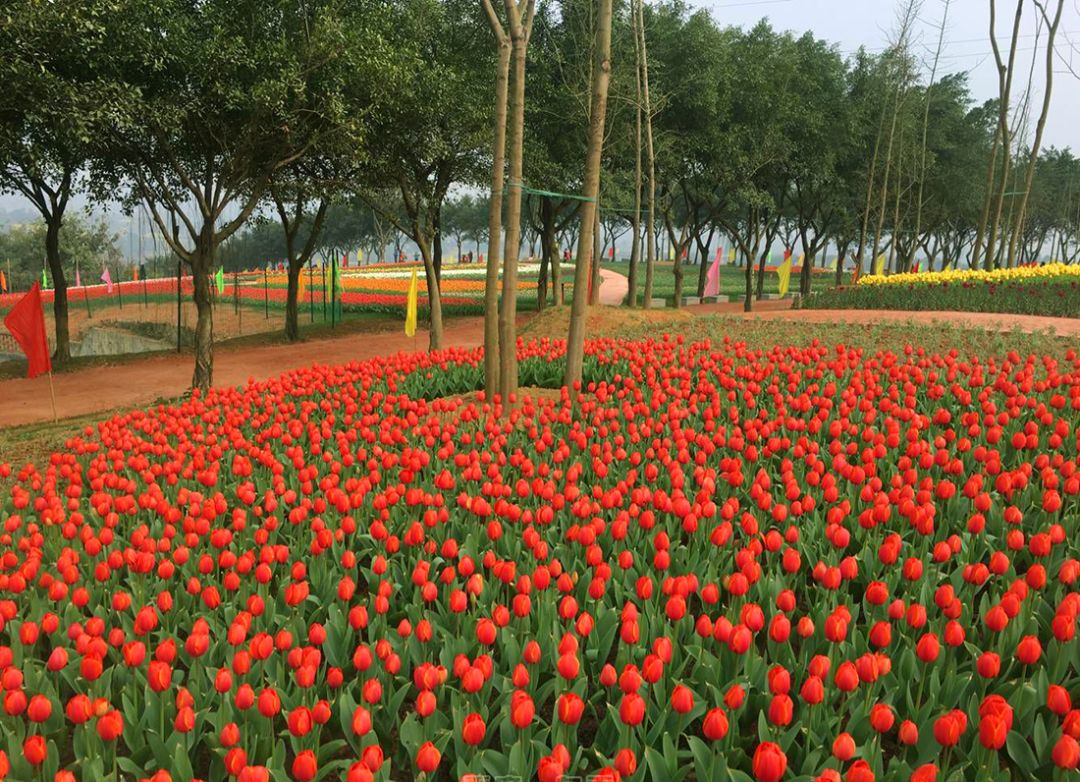 自贡·花语人间第二届郁金香节开幕!门票无限量免费送,送,送