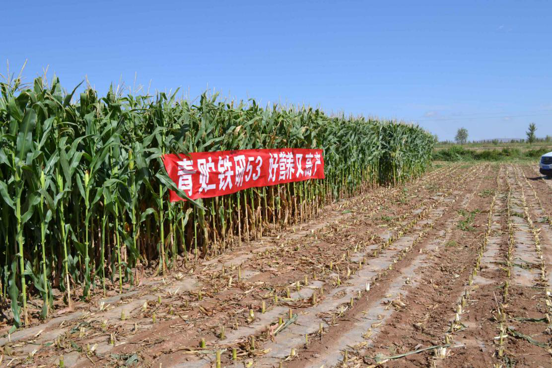 青贮玉米新品种的研发,是为了建立健全"粮改饲"产业链融合发展有效