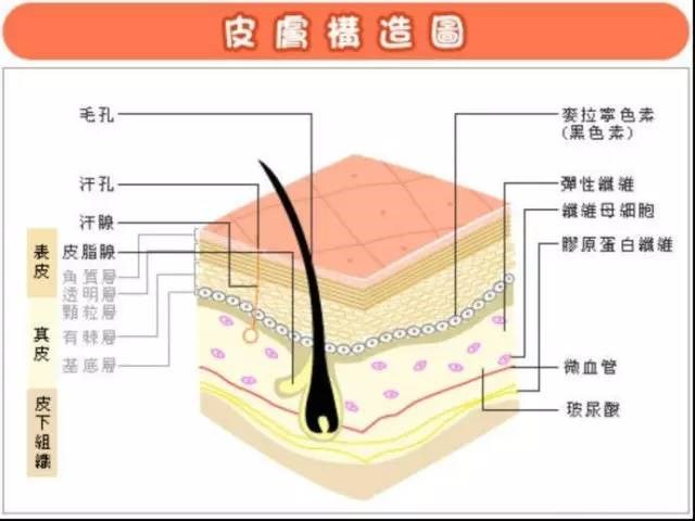 胖子总人口_女胖子(3)