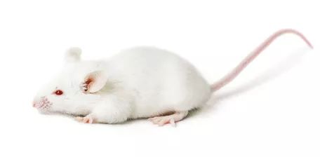 你可知首席实验动物"小白鼠"，未必是白色的?_搜狐宠物_搜狐网