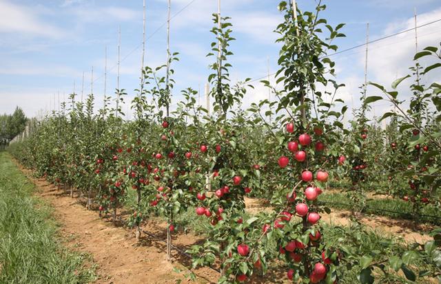 苹果树栽培技术|现代矮砧密植园综合调控管理