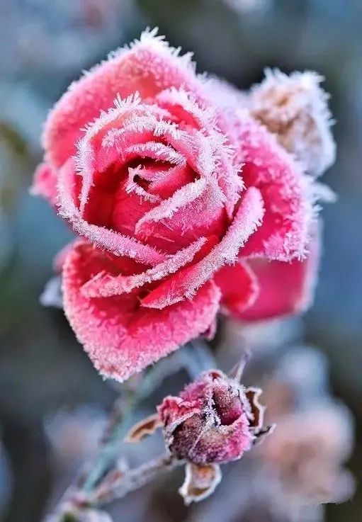 酷寒中,与冰雪亲吻的花与鸟,温暖了整个冬天!