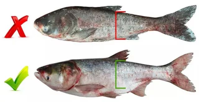 真正的查干湖胖头鱼, 头大,约为身体   