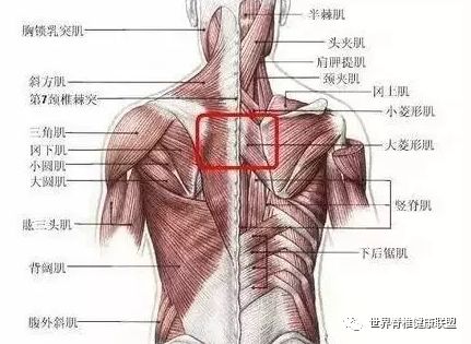 【基础解剖】从脊柱肌肉分布谈腰背痛