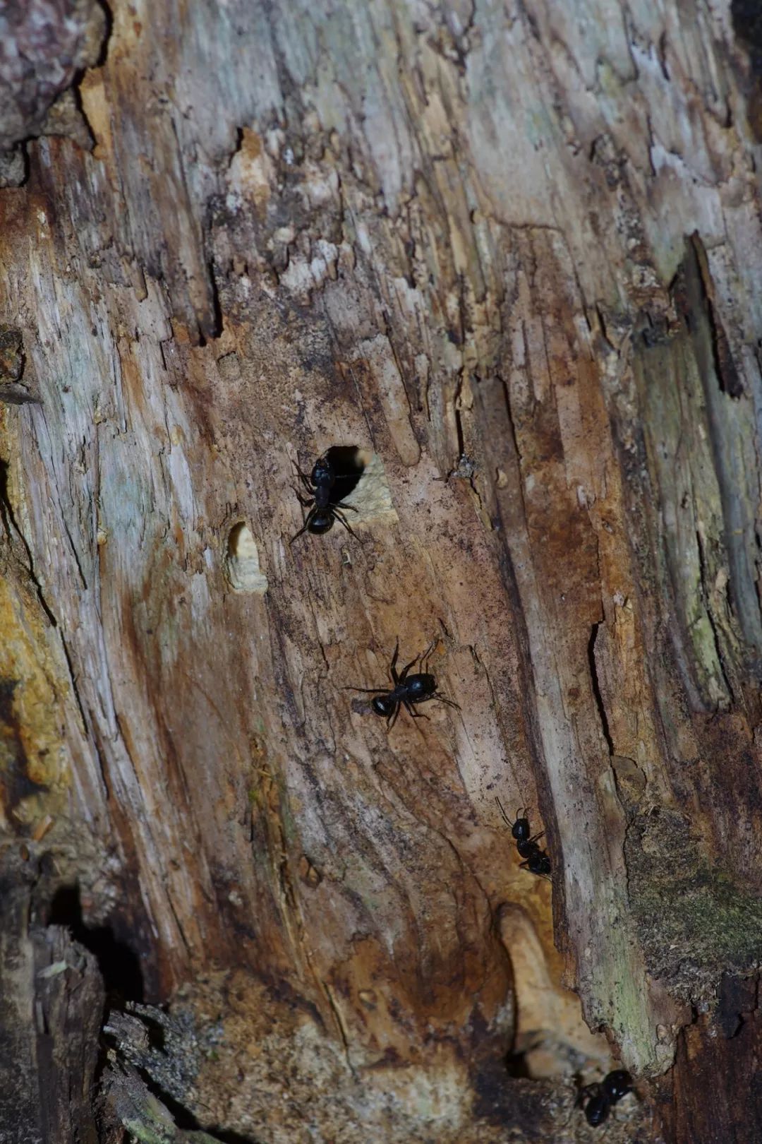 可能为日本弓背蚁 camponotus japonicusmayr