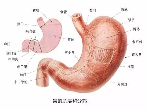 【蛟河普洛达除甲醛集成吊顶】如果你身边有人胃不好,赶紧存起来吧!