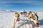 阿拉斯加犬 写真-阿拉斯加雪橇犬高清图片-阿拉斯加雪橇犬 雪橇犬(33p